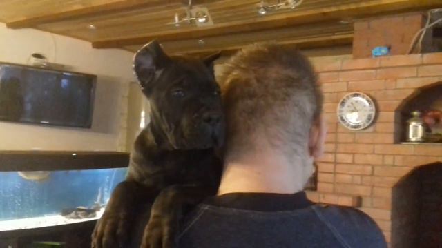 КАНЕ КОРСО АБСОЛЮТНО ЧЕРНЫЙ МАЛЬЧИК ОМОН 2 смотреть онлайн