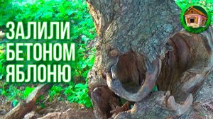 Залили бетоном яблоню. Как Лечить Дупло в Яблоне. Лечим Яблоню. 31 серия