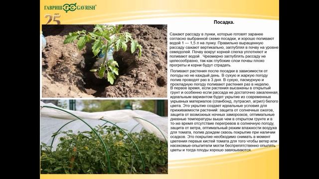 Агротехника выращивания томатов