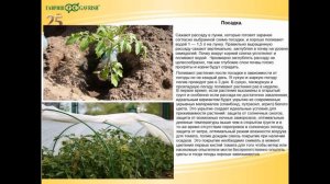 Агротехника выращивания томатов