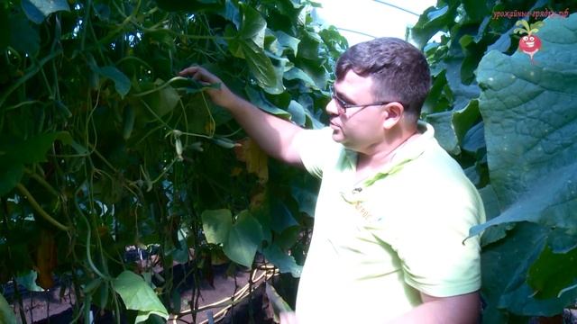 Сорта огурцов корниишонов #urozhainye_gryadki смотреть онлайн