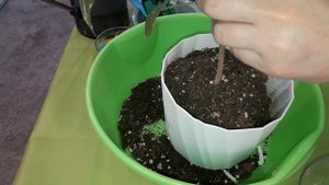 КОМНАТНЫЕ РАСТЕНИЯ(ЦВЕТЫ).ПЕСТРОЛИСТНЫЕ ГИБИСКУСЫ.