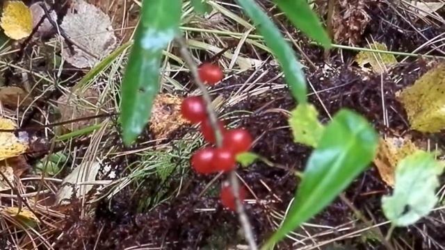 Волчеягодник смотреть онлайн