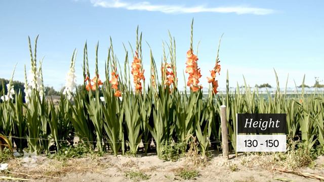 Bulbo de Gladiolo Orange Sun ® смотреть онлайн