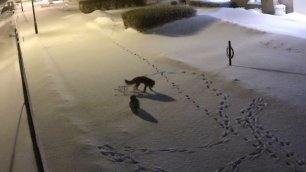 Встреча лисы и совы в зимнюю ночь 
