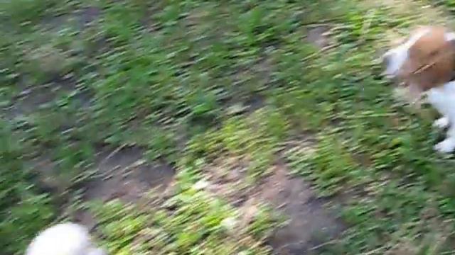 Той пудель Марсик и бигль Агнесса бесятся) смотреть онлайн