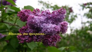 Юность, ты прекрасна...