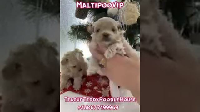 Мальтипу мини VIP в корейском типе,  TeacupTeddyPoodleHouse inst