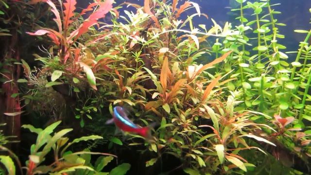 Запуск травника - как это делаю я.) смотреть онлайн