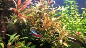 Запуск травника - как это делаю я.)