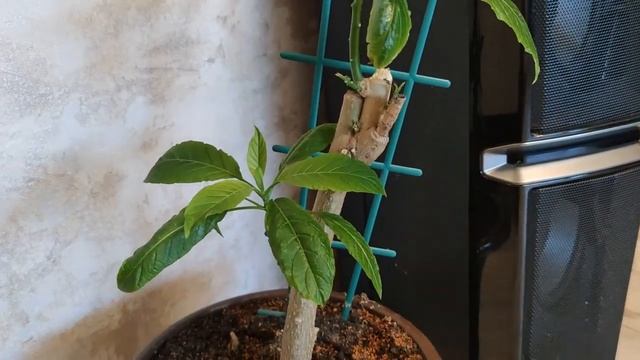 БРУГМАНСИЯ. КАК ЧЕРЕНКОВАТЬ БРУГМАНСИЮ. 2020 смотреть онлайн