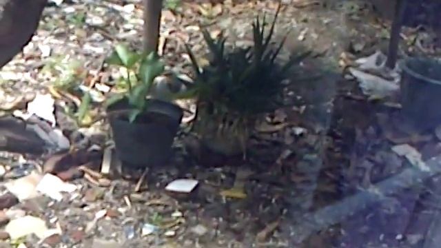 pemerkosaan rame-rame смотреть онлайн