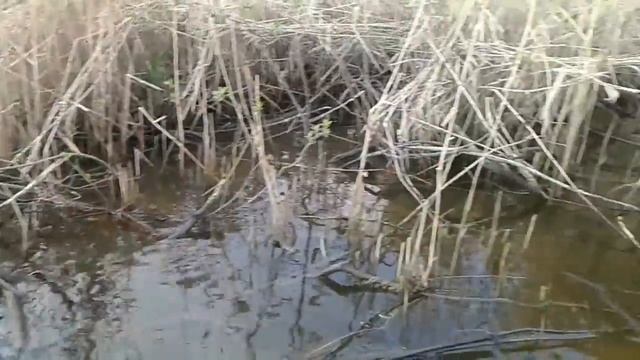 Нерест плотвы смотреть онлайн