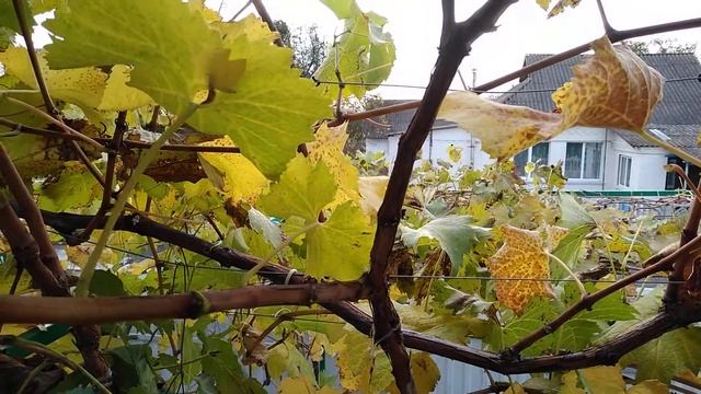 Виноград Ланселот 2020 смотреть онлайн