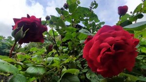 Сон Пресвятой  Богородицы второй.