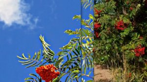 ДИОС -Тонкая рябина .Аранжировка - Евгений Керницкий