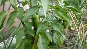 перец сорт "забор красный"