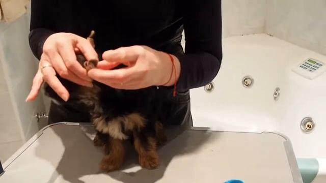 Как клеить ушки щенку / Щенок йоркширского терьера