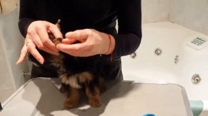Как клеить ушки щенку / Щенок йоркширского терьера