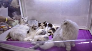 Шотландская вислоухая и прямоухая, длинношерстная и короткошерстная - наглядная разница