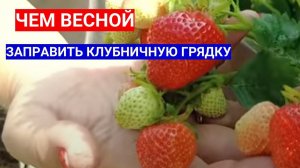 ГРЯДКИ ДЛЯ КЛУБНИКИ  ЗАПРАВЛЯЮ ЭТИМИ ВКУСНЯШКАМИ ВЕСНОЙ - УРОЖАЙ ВЕДРАМИ!