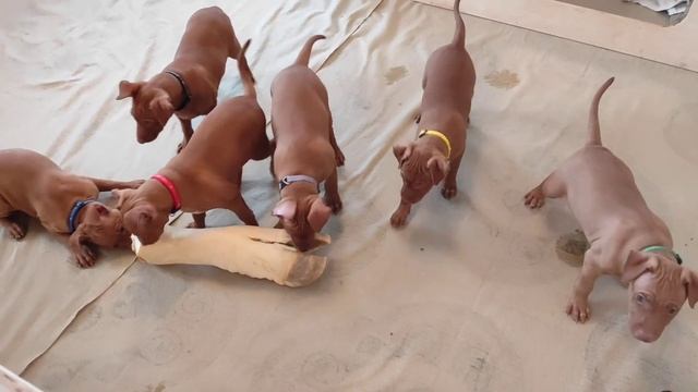 Чирнеко дель Этна. Здоровое питание. Cirneco dell'Etna смотреть онлайн