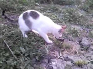 Рак в весёлом