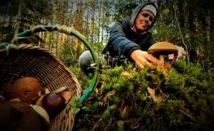 Правительство готово пролить золотой дождь на сбор грибов