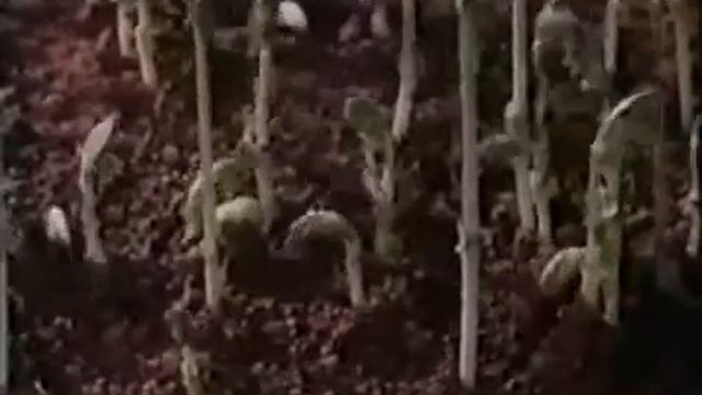 № 4 Развитие растения из семени