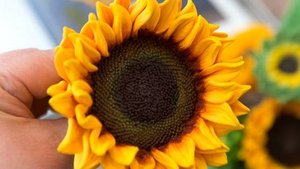 Подсолнух из зефира от Луизы Шемиловой