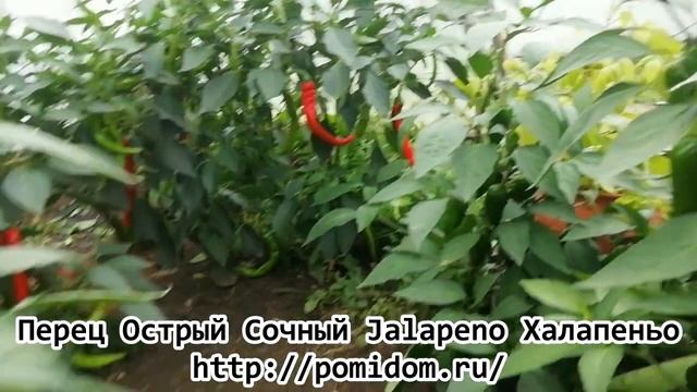 Перец Острый Сочный — Jalapeno Халапеньо смотреть онлайн