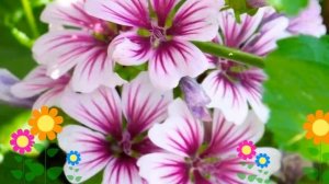 Мальва лесная Зебрина (Zebrina). Краткий обзор, описание характеристик, где купить рассада