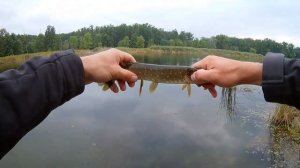 Ловля щуки на воблер O.S.P Bent Minnow