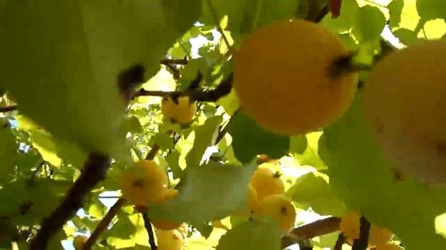 Вкусно выглядят ранетки сорта золотой налив, хотя и не дошли ещё летом 2021 года смотреть онлайн