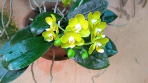 PHALAENOPSIS JOY SPRING CANARY! FLORAÇÃO E CULTIVO!