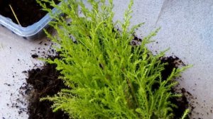 Купила по скидке в гипермаркете в хвойном отделе комнатный кипарис, попытаюсь его спасти.