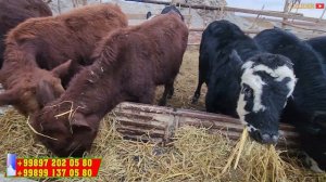 АНГУС МОЛЛАР КЕЛДИ НАРХЛАРИ АРЗОНЛАДИ ШОШИЛИНГ !!!