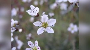 Природа Чукотки ч.1