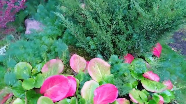 Бадан во всей своей красе. смотреть онлайн