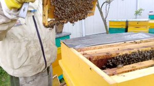 Замена старой матки на молодую ежегодно.