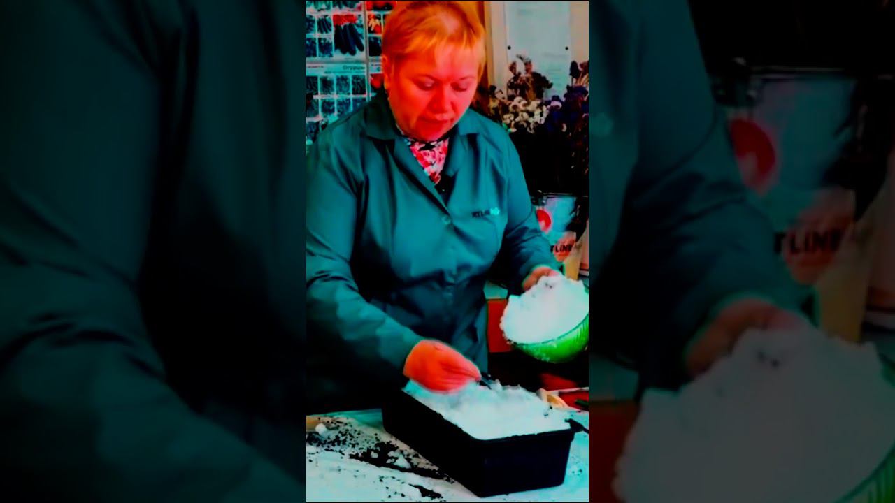 Посев семян петунии на рассаду в снег