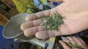 Витаминно - травяная добавка для кур зимой