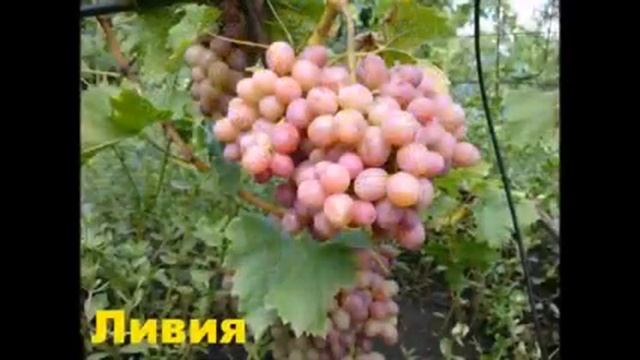 Виноград Загорулько В В / In The Grapes Zagorulko смотреть онлайн