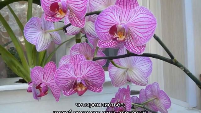 Фаленопсис размножение в домашних условиях: примеры детками и черенками смотреть онлайн