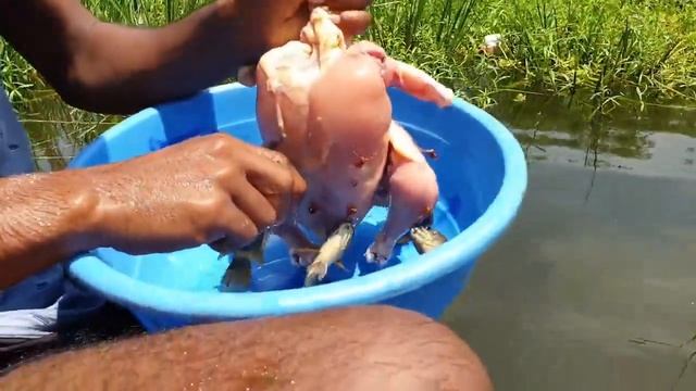 Улов рыбы без рыболовного снаряжения, Примитивная техника рыбалки _ Умный охотник Охота на рыбу смотреть онлайн