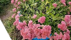 Очиток пурпурный. Чудодейственная трава.