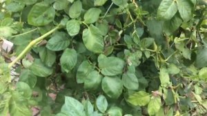 ОБЗОР  УРОЖАЙ КАРТОФЕЛЯ   ВЕДРО С КУСТА  ВЫРАЩИВАНИЕ КАРТОШКИ В ЯЩИКЕ.mp4