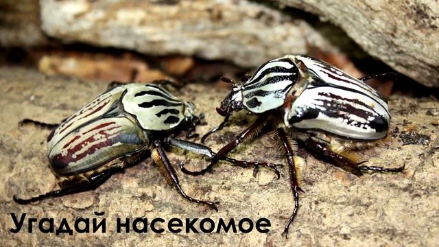 НАСЕКОМЫЕ для детей | Учим и угадываем насекомых | Учим названия и их звуки для малышей смотреть онлайн