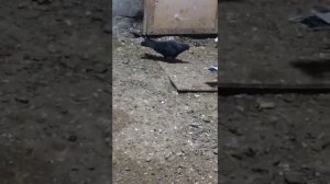 15.03.2021 Голуби Салиха Яхъяева