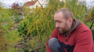 Посадка / пересадка спаржі (аспарагус). Як ми пересаджували спаржу